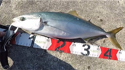 ハマチ3安打！2021ライトゲーム第34戦