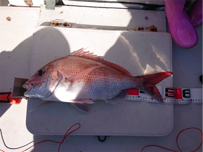 初オフショア釣行
