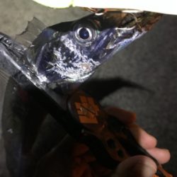 大潮サーベルゲーム