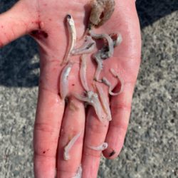 ぽってりはまちくん