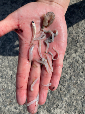 ぽってりはまちくん