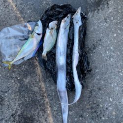 我がロッド1匹の青物無し！