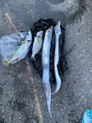 我がロッド1匹の青物無し！