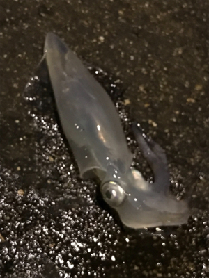 ヒイカの釣り方。