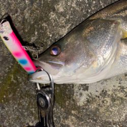 大雨前に取れた貴重な1本！