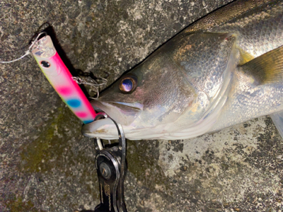 大雨前に取れた貴重な1本！