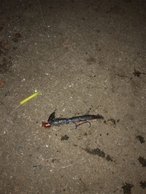 朝のリベンジ太刀魚