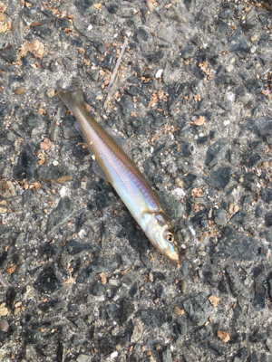 子供と小物釣り