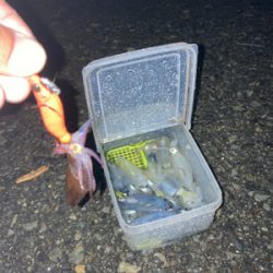 雨でもヒイカ釣りσ(^_^;)