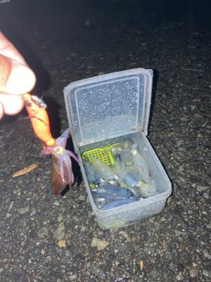 雨でもヒイカ釣りσ(^_^;)