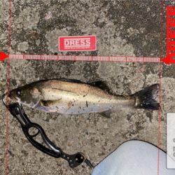 コモモSF125がいい仕事！