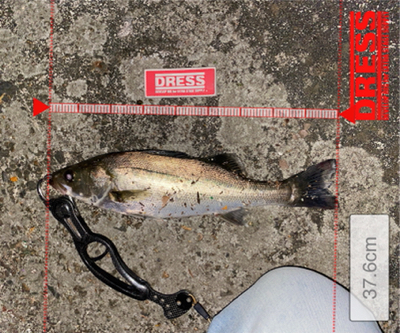 コモモSF125がいい仕事！