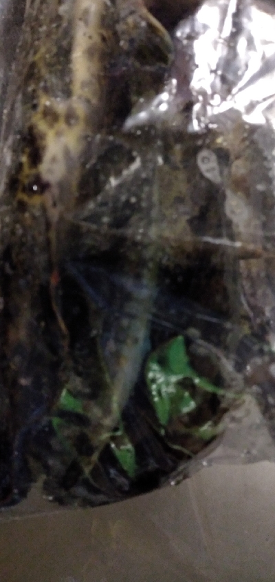 初冬のタケノコ掘り