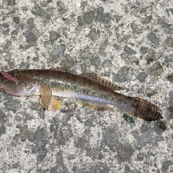 虫ヘッドで探り釣り