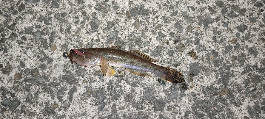 虫ヘッドで探り釣り