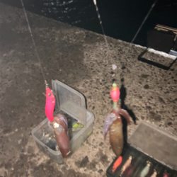 初場所でのヒイカ調査9(^｡^)