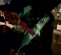 尺サバって言わないんですか⁉︎