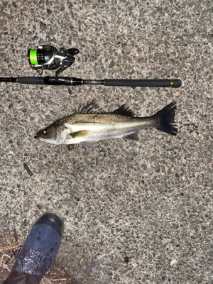 久々に釣れた
