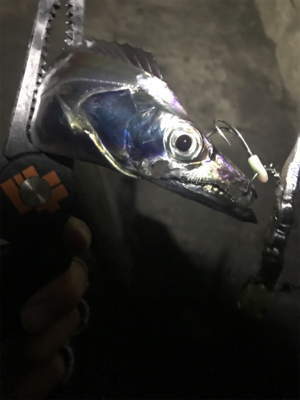 初キビナゴテンヤ