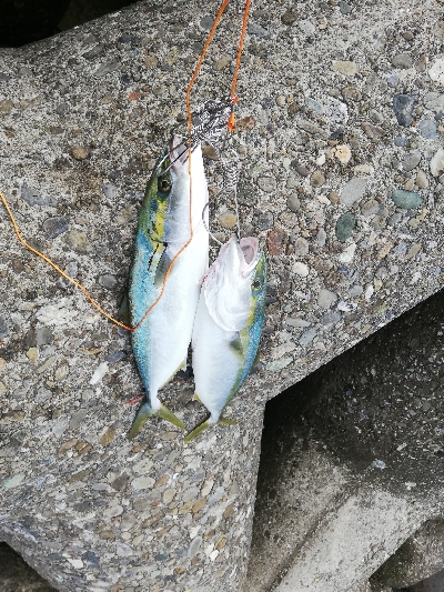 ショアジギング