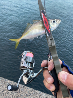 久々の軽量ジグ単