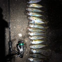 豆アジに癒されに