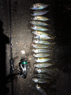 豆アジに癒されに