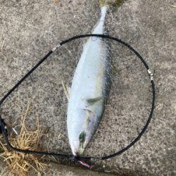 今シーズン初青物。メジロゲット！