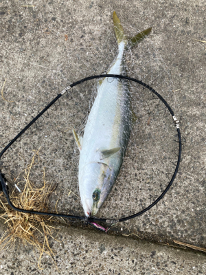 今シーズン初青物。メジロゲット！