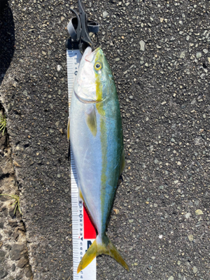 久しぶりの沖堤防