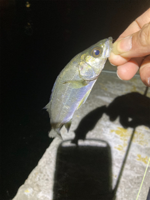 ヒイカのちチーバス