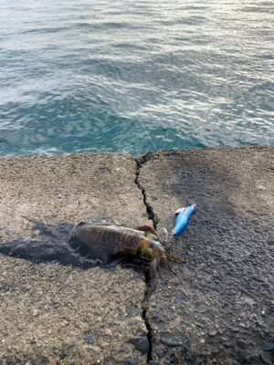 1泊2日宮津エギング 2日目