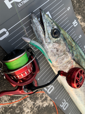 念願の80センチ近いサワラ。