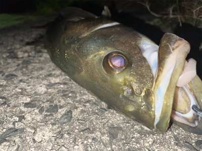 まさかの場所で90cmオーバー