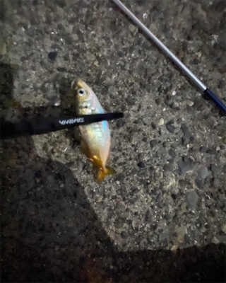 アジングリベンジ❗️