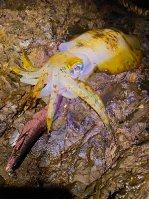 そろそろキロアップを…