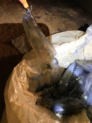 ヒイカ釣りに行ってみた。