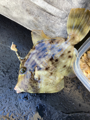 カワハギ数釣り