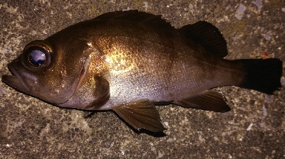 皆既月食アジング