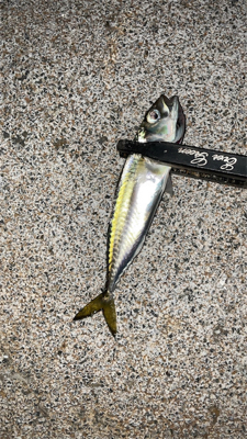 アジが釣れない