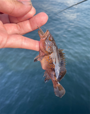 エビ撒きとカワハギ釣り