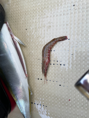 明石沖ジギング