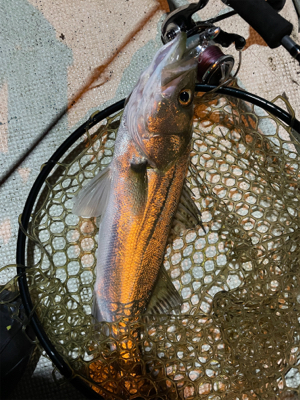 ビギナーでも爆釣　ボートシーバス