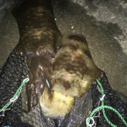 川久裏アオリイカエギング♪