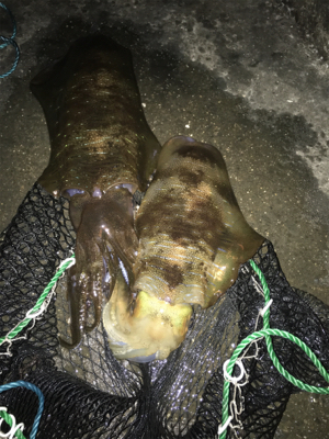 川久裏アオリイカエギング♪