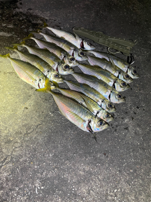 通いアジング継続中