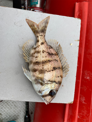 久々のボート釣り