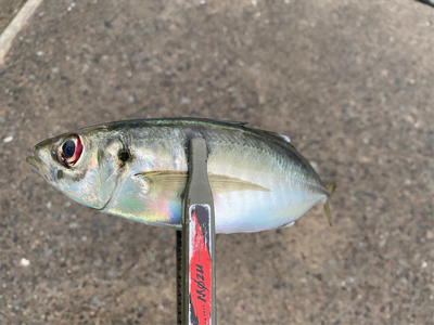 雨のマズメチャレンジ