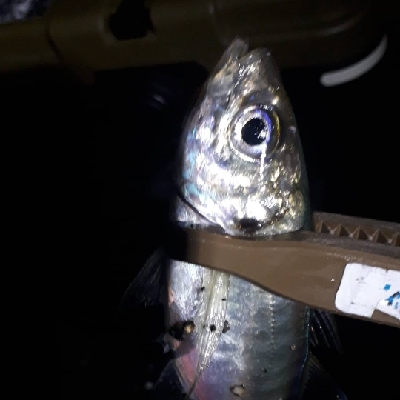 ロックフィッシュカーニバル