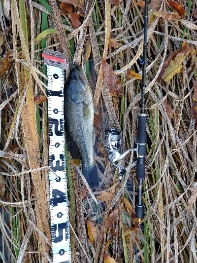 610DGS アーロンマーティンスリミテッド